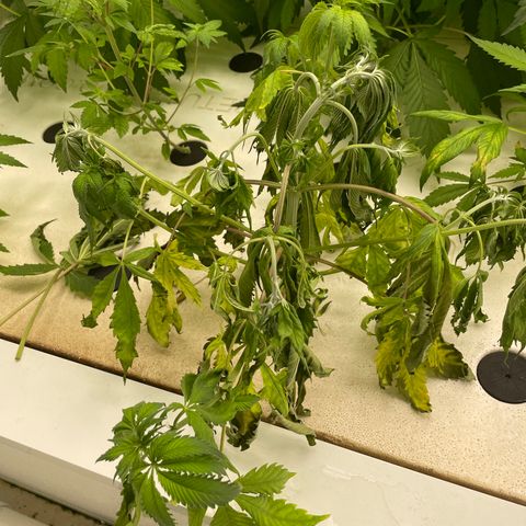 Cbg  growlog photo:  One plant that died off or is dying off work so I Rusca Moshe maybe being panther twisted close to the O2 generator Inlet Some weird yellowing on some plants but majority look pretty good