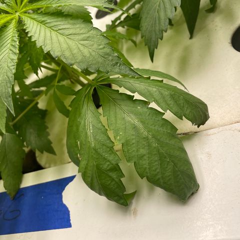 Cbg  growlog photo:  One plant that died off or is dying off work so I Rusca Moshe maybe being panther twisted close to the O2 generator Inlet Some weird yellowing on some plants but majority look pretty good