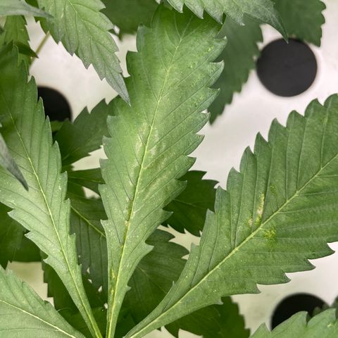 Cbg  growlog photo:  One plant that died off or is dying off work so I Rusca Moshe maybe being panther twisted close to the O2 generator Inlet Some weird yellowing on some plants but majority look pretty good
