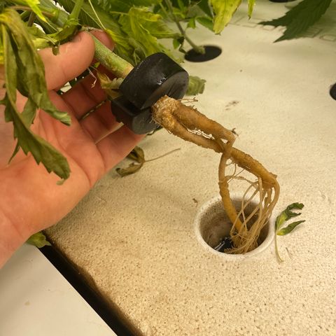Cbg  growlog photo:  One plant that died off or is dying off work so I Rusca Moshe maybe being panther twisted close to the O2 generator Inlet Some weird yellowing on some plants but majority look pretty good