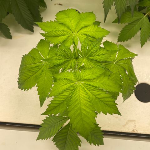 Cbg  growlog photo:  One plant that died off or is dying off work so I Rusca Moshe maybe being panther twisted close to the O2 generator Inlet Some weird yellowing on some plants but majority look pretty good