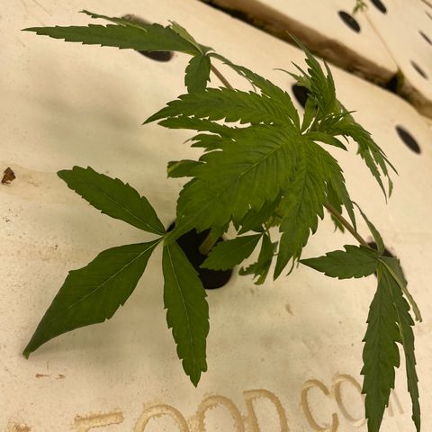 Lifter  growlog photo: Looking good some twisting in bigger plant leaves 
