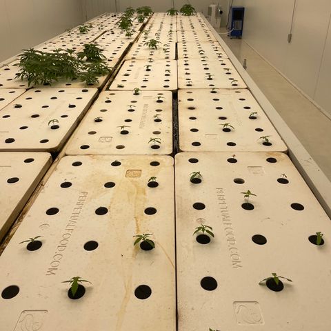 Lifter  growlog photo: Looking good some twisting in bigger plant leaves 