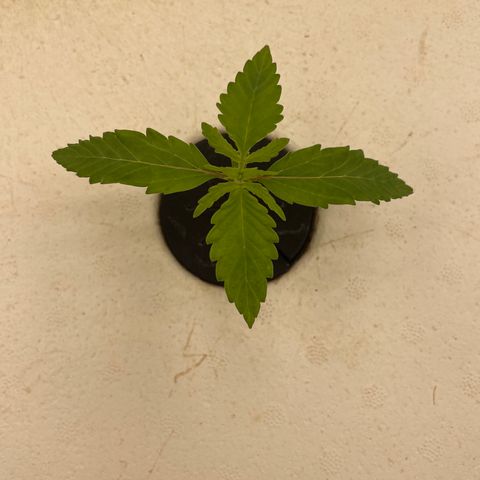 Lifter  growlog photo: Looking good some twisting in bigger plant leaves 