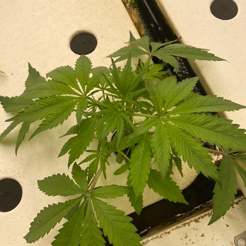 Lifter  growlog timeline photo