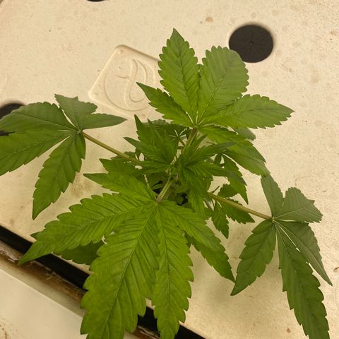 Lifter  growlog timeline photo