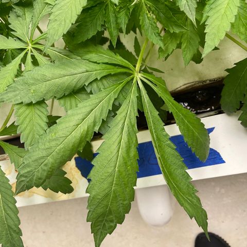 Cbg  growlog timeline photo