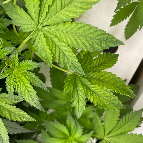 Cbg  growlog timeline photo