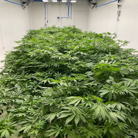 Cbg  growlog timeline photo