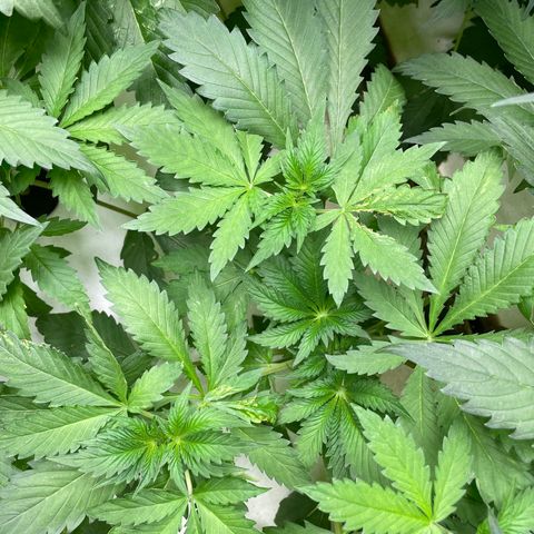 Cbg  growlog timeline photo