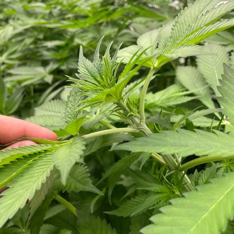 Cbg  growlog timeline photo