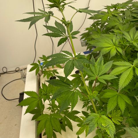 Cbg  growlog timeline photo