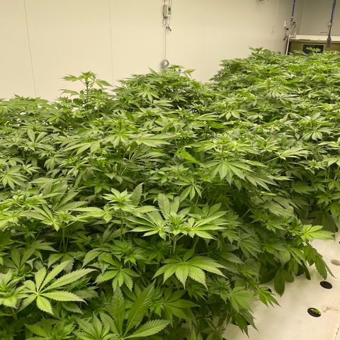 Cbg  growlog timeline photo