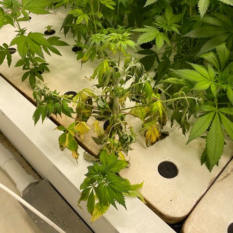 Cbg  growlog timeline photo