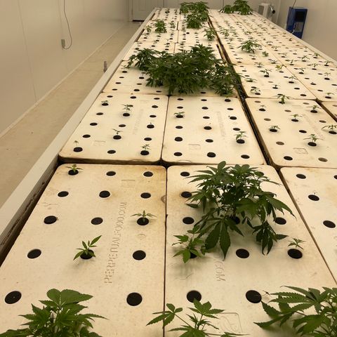Lifter  growlog photo:  Plants look OK starting to show some nitrogen toxicity your larger plants tips curling down blueing small plants look good nice growth 
