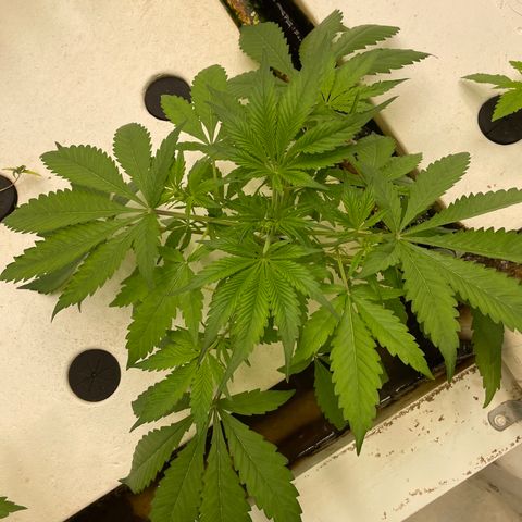 Lifter  growlog photo:  Plants look OK starting to show some nitrogen toxicity your larger plants tips curling down blueing small plants look good nice growth 