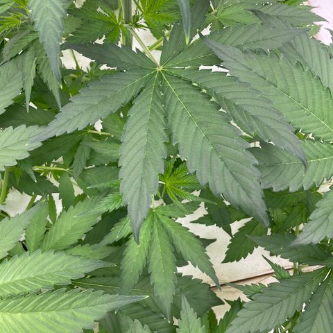 Lifter  growlog photo:  Plants look OK starting to show some nitrogen toxicity your larger plants tips curling down blueing small plants look good nice growth 