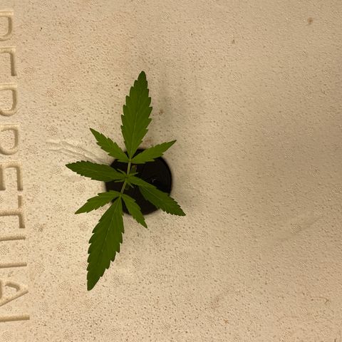 Lifter  growlog photo:  Plants look OK starting to show some nitrogen toxicity your larger plants tips curling down blueing small plants look good nice growth 