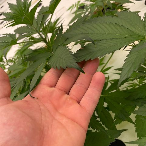 Lifter  growlog photo:  Plants look OK starting to show some nitrogen toxicity your larger plants tips curling down blueing small plants look good nice growth 