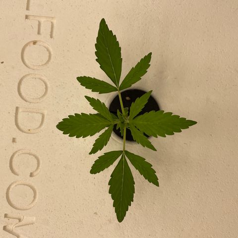 Lifter  growlog photo:  Plants look OK starting to show some nitrogen toxicity your larger plants tips curling down blueing small plants look good nice growth 