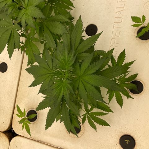 Lifter  growlog photo:  Plants look OK starting to show some nitrogen toxicity your larger plants tips curling down blueing small plants look good nice growth 