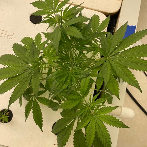 Lifter  growlog timeline photo