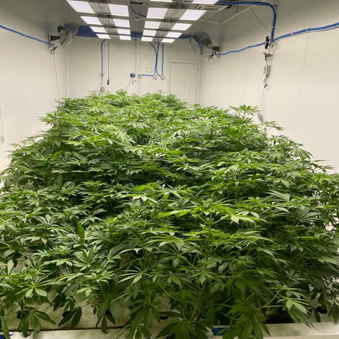 Cbg  growlog photo: Looks good healthy roots and good growth buds developing nicely 