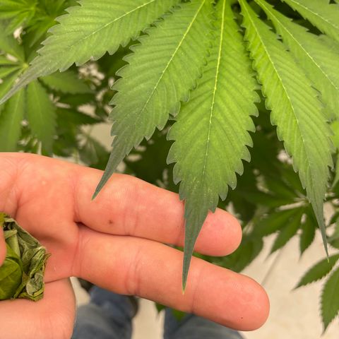 Cbg  growlog photo: Looks good healthy roots and good growth buds developing nicely 