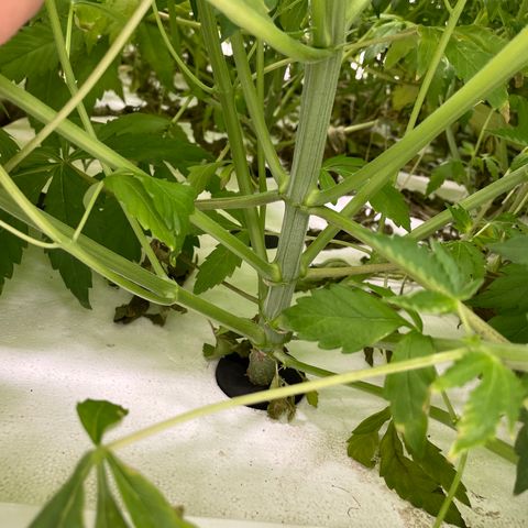 Cbg  growlog photo: Looks good healthy roots and good growth buds developing nicely 