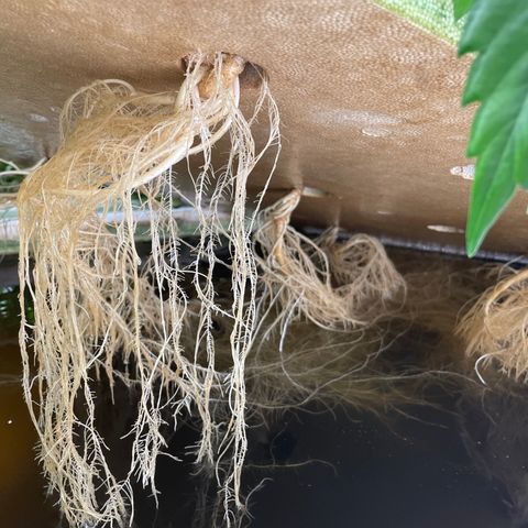 Cbg  growlog photo: Looks good healthy roots and good growth buds developing nicely 
