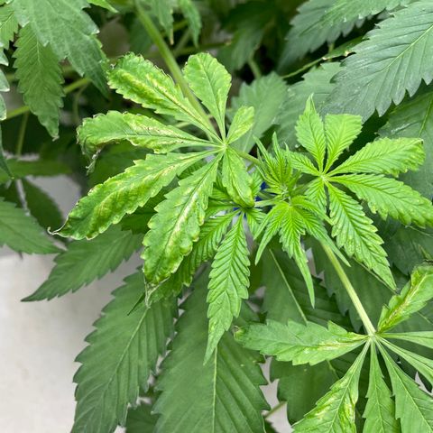 Cbg  growlog photo: Looks good healthy roots and good growth buds developing nicely 