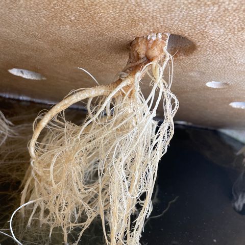 Cbg  growlog photo: Looks good healthy roots and good growth buds developing nicely 