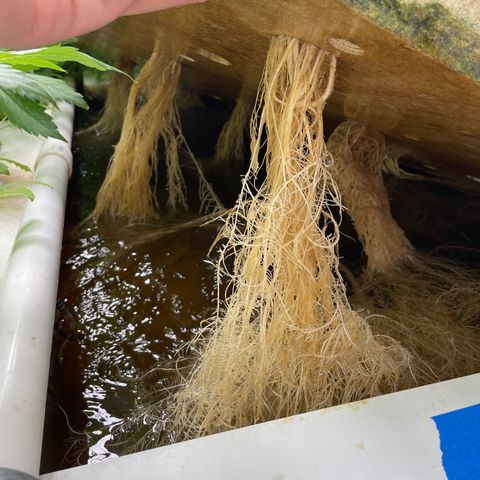 Cbg  growlog photo: Cbg in hydroton plants are smaller have less tap ticket roots but all in all look alright will keep an eye on progress threw flower 