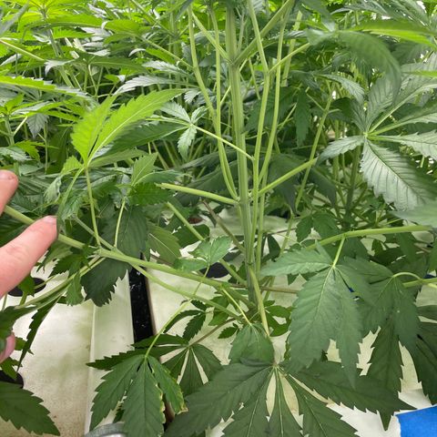 Cbg  growlog photo:  CBG in hydroton 