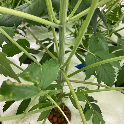 Cbg  growlog photo:  CBG in hydroton 