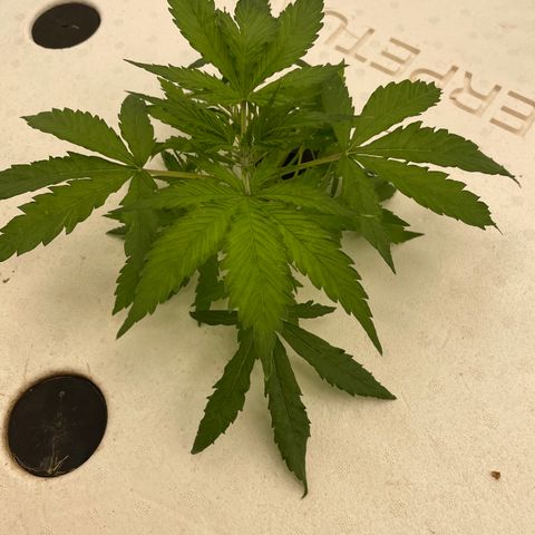 Lifter  growlog photo:  Plants looking good little bit of blowing steel tips turning down on bigger plants but I majority of small plants are looking awesome nice roots a little bit of twisting on leaves here and there 