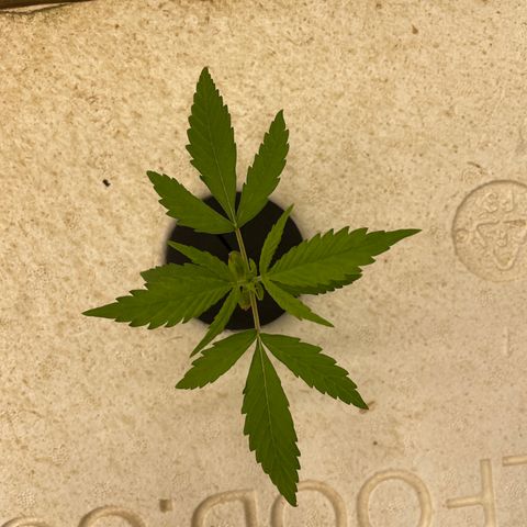 Lifter  growlog photo:  Plants looking good little bit of blowing steel tips turning down on bigger plants but I majority of small plants are looking awesome nice roots a little bit of twisting on leaves here and there 
