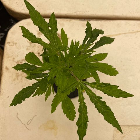Lifter  growlog photo:  Plants looking good little bit of blowing steel tips turning down on bigger plants but I majority of small plants are looking awesome nice roots a little bit of twisting on leaves here and there 
