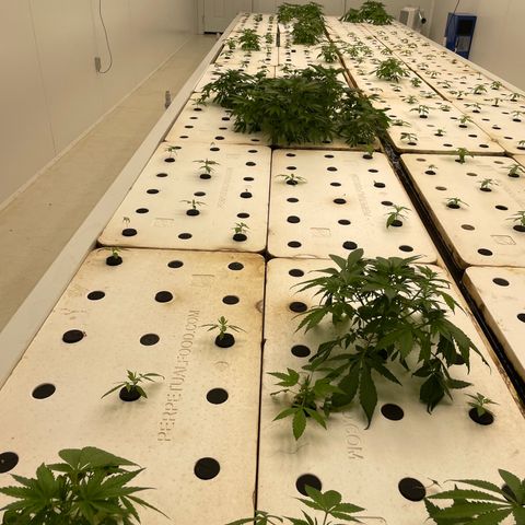 Lifter  growlog photo:  Plants looking good little bit of blowing steel tips turning down on bigger plants but I majority of small plants are looking awesome nice roots a little bit of twisting on leaves here and there 