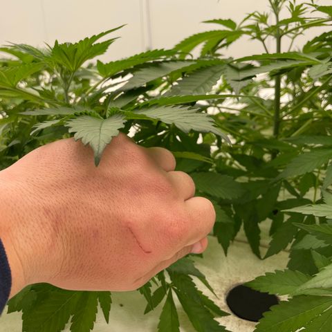 Lifter  growlog photo:  Plants looking good little bit of blowing steel tips turning down on bigger plants but I majority of small plants are looking awesome nice roots a little bit of twisting on leaves here and there 