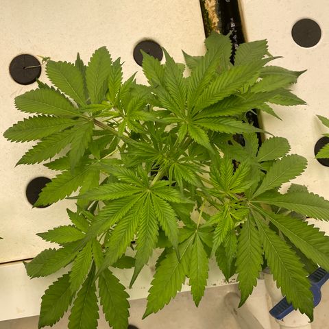 Lifter  growlog photo:  Plants looking good little bit of blowing steel tips turning down on bigger plants but I majority of small plants are looking awesome nice roots a little bit of twisting on leaves here and there 