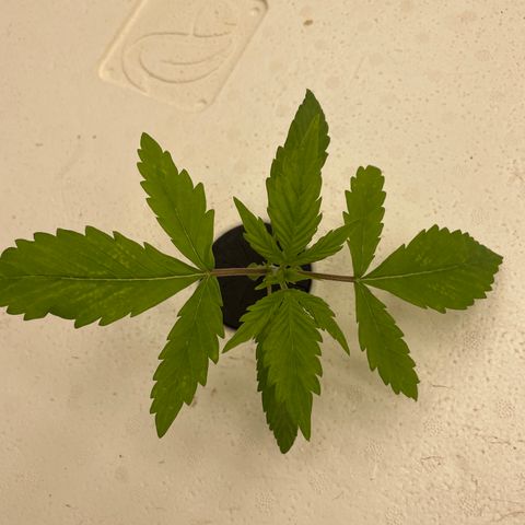 Lifter  growlog photo:  Majority of plants look good little bit of yellowing semi circle dots on leaves see pictures 