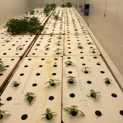 Lifter  growlog photo:  Majority of plants look good little bit of yellowing semi circle dots on leaves see pictures 