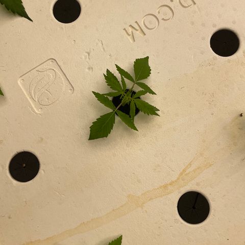 Lifter  growlog photo:  Majority of plants look good little bit of yellowing semi circle dots on leaves see pictures 