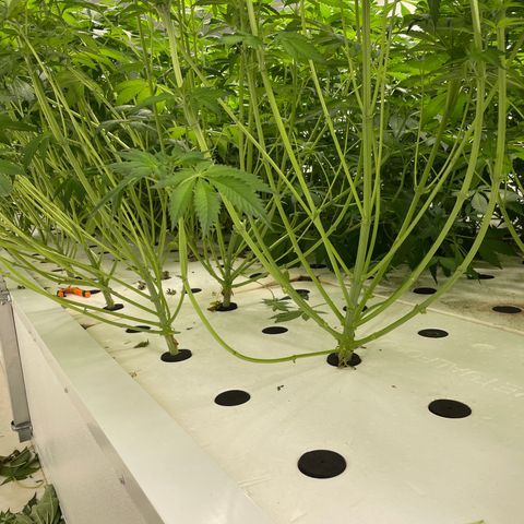 Cbg  growlog timeline photo
