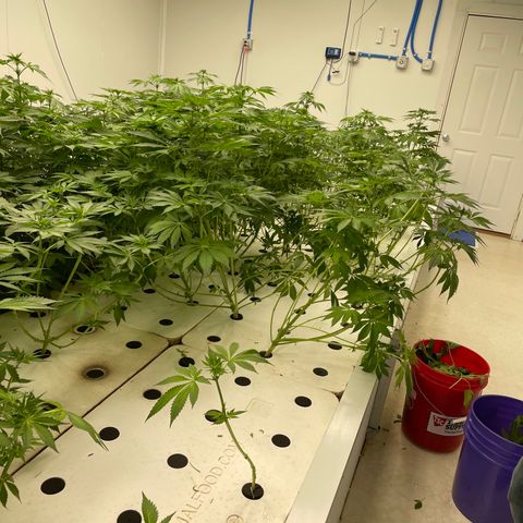 Cbg  growlog timeline photo