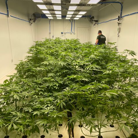 Cbg  growlog timeline photo