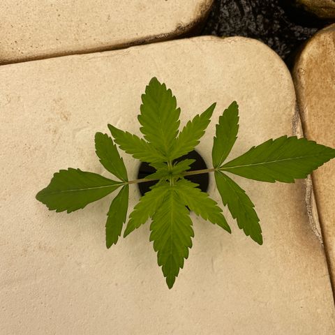 Lifter  growlog photo: Plants have weird edged some really dark green leaves turned up lights to see if it helps straighten them back out 
