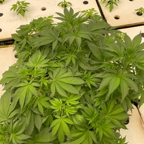 Lifter  growlog photo: Plants have weird edged some really dark green leaves turned up lights to see if it helps straighten them back out 
