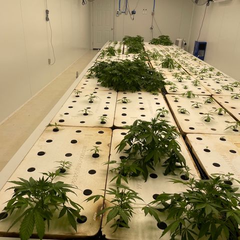 Lifter  growlog photo: Plants have weird edged some really dark green leaves turned up lights to see if it helps straighten them back out 
